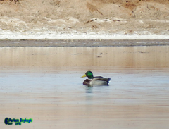 Anas platyrhynchos
