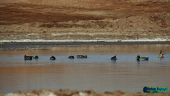 Anas platyrhynchos