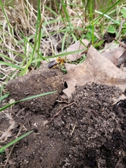 Andrena dunningi