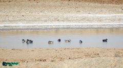 Anas platyrhynchos