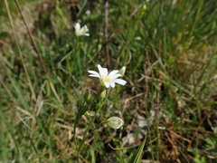 Rabelera holostea