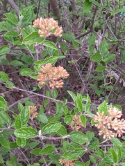 Viburnum carlesii