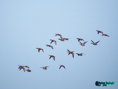 Anas platyrhynchos