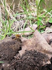 Andrena dunningi