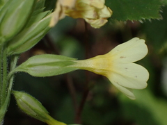 Primula elatior