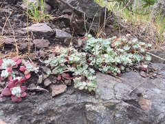 Sedum spathulifolium