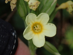 Primula elatior
