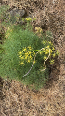 Lomatium klickitatense