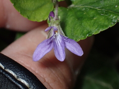 Viola