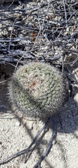 Mammillaria evermanniana
