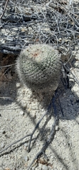 Mammillaria evermanniana