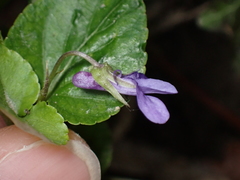 Viola