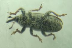 Tychius cuprifer