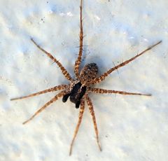 Pardosa californica