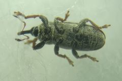 Tychius cuprifer