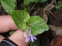 Viola