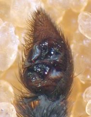 Pardosa californica