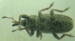 Tychius cuprifer