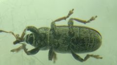 Tychius cuprifer