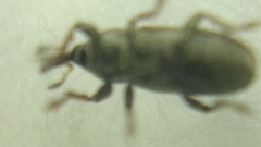 Tychius cuprifer