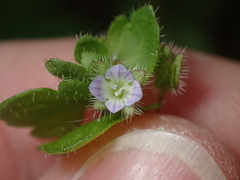 Veronica sublobata