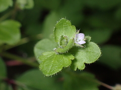 Veronica sublobata