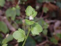 Veronica sublobata