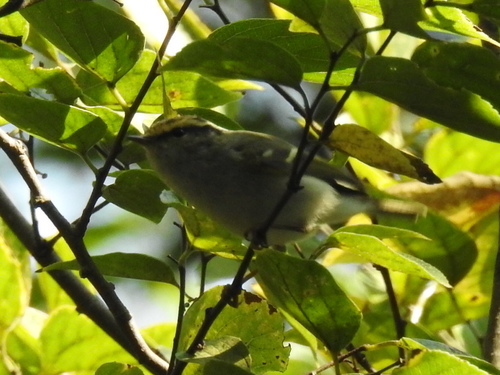 Phylloscopus proregulus