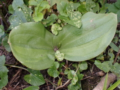 Neottia ovata