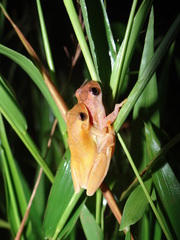 Dendropsophus minutus