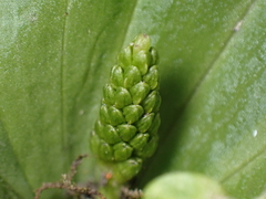 Neottia ovata