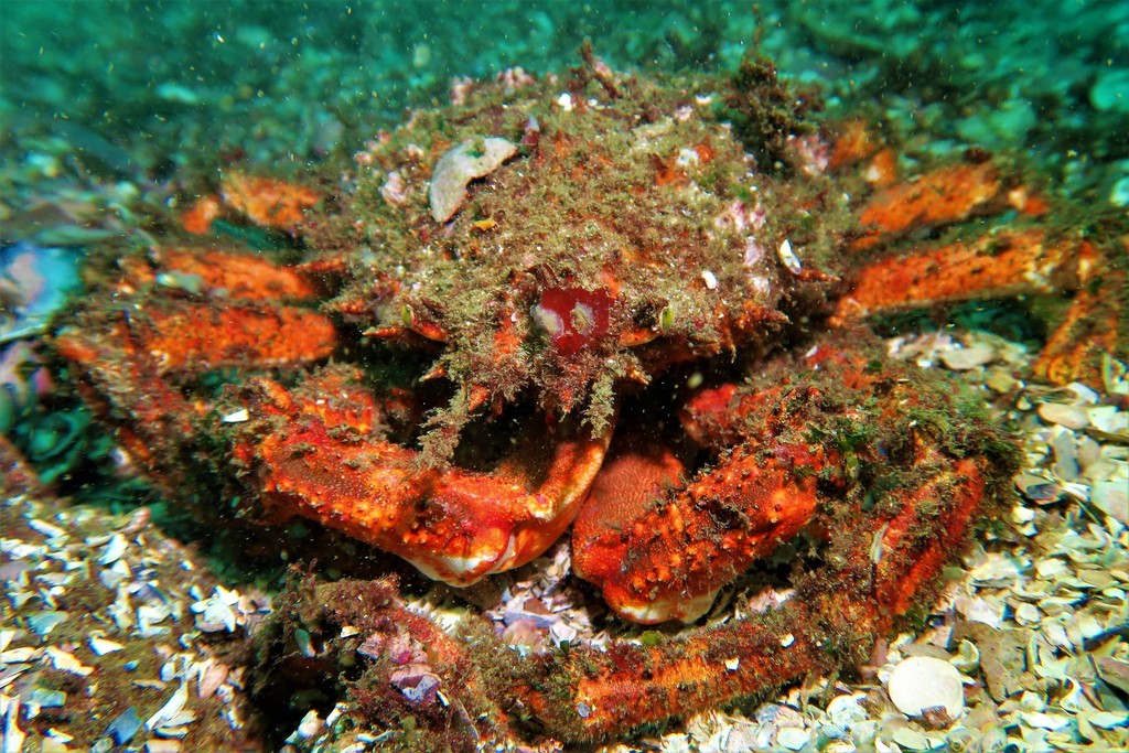 Common Spider Crab