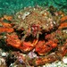 European Spider Crab - Photo (c) BuceoPortosub, some rights reserved (CC BY-SA)