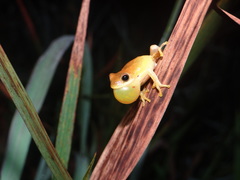 Dendropsophus minutus