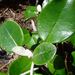 Brachyglottis rotundifolia - Photo 由 Wendy Bailey 所上傳的 (c) Wendy Bailey，保留部份權利CC BY