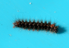 Eilema lurideola