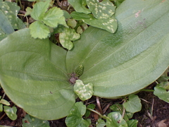 Neottia ovata