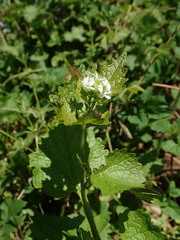 Alliaria petiolata
