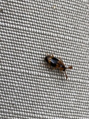 Phymaphora pulchella