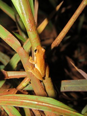 Dendropsophus walfordi