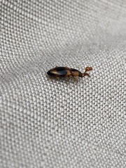 Phymaphora pulchella