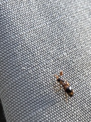 Phymaphora pulchella