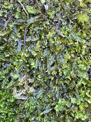 Isopterygiopsis muelleriana