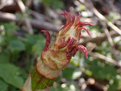 Polygonaceae