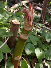 Polygonaceae