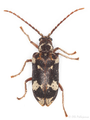 Ptinomorphus