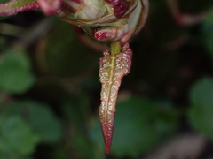 Polygonaceae