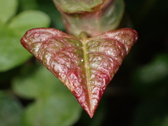 Polygonaceae