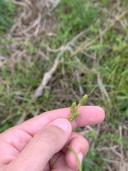 Carex caroliniana