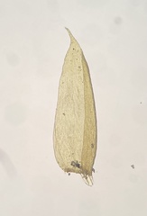 Isopterygiopsis muelleriana
